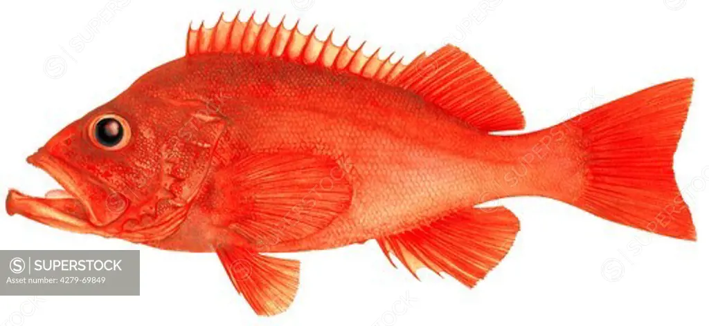 DEU, 2010: Rose Fish, Ocean Perch (Sebastes marinus), drawing.