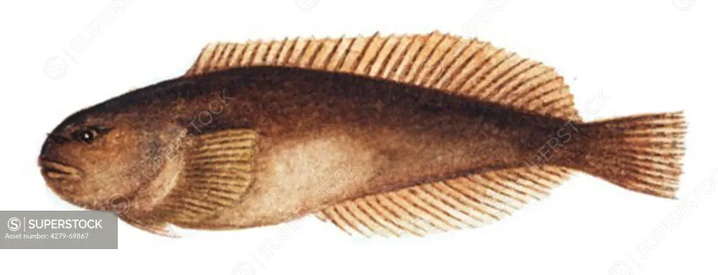 GBR, 2001: Common Seasnail (Liparis liparis), drawing.