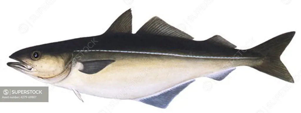 NOR, 2001: Coalfish, Coley, Atlantic Polock, Saithe (Pollachius virens), drawing.