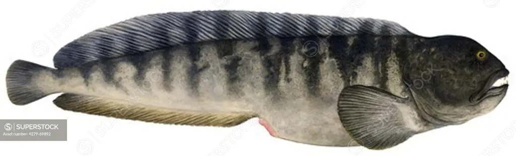 DEU, 2006: Atlantic Wolffish, Cat Fish, Common Catfish (Anarhichas lupus), drawing.
