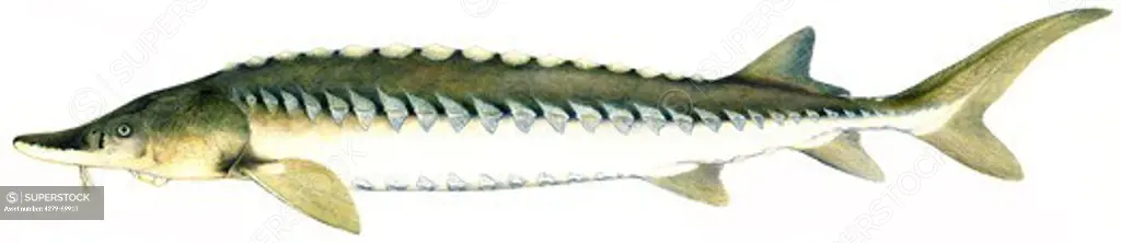 European Sea Sturgeon, Common Sturgeon, Baltic Sturgeon (Acipenser sturio), drawing