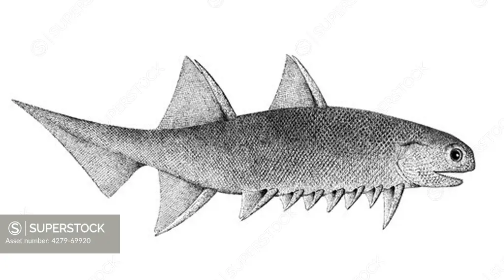 DEU, 2008: Ancient Spiny Shark, Acanthodii (Climatius reticulatus), drawing. Late Devonian (380 mill. years ago).