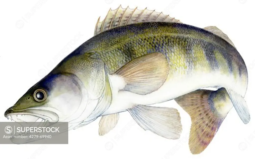 Pike-Perch, Zander (Lucioperca lucioperca) in motion, drawing.