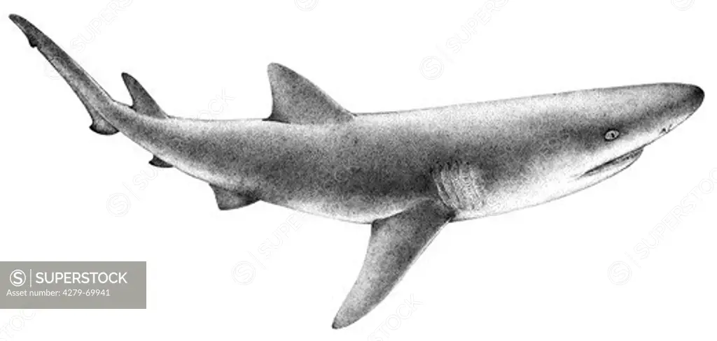 DEU, 2008: Lemon Shark (Negaprion brevirostris), drawing.