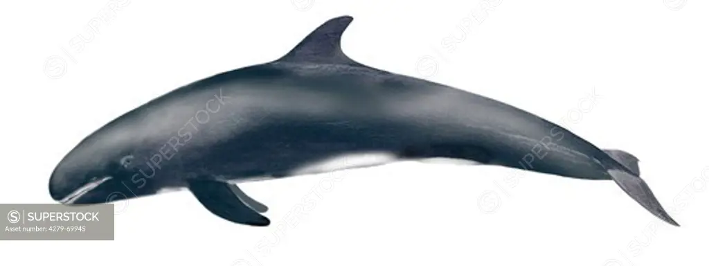 DEU, 2008: Pygmy Killer Whale (Feresa attenuata), drawing.