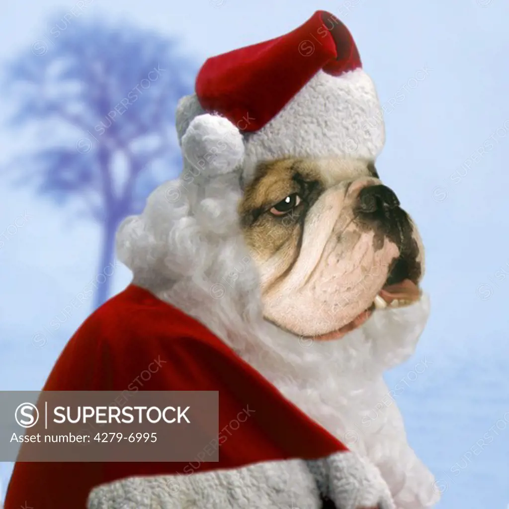 christmas : bulldog as Santa Claus