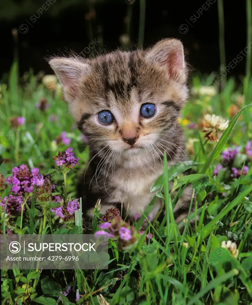 tabby kitten in meadow