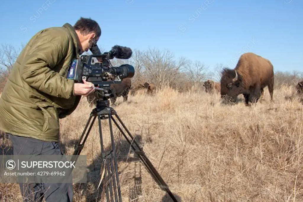 German nature documentary maker Hans Schweiger at work with bisons. Oklahoma, USA