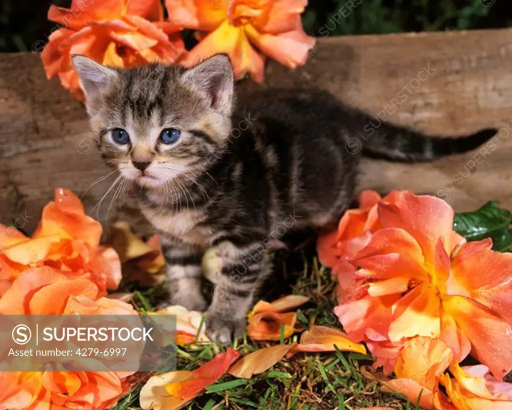 young tabby kitten between flowers