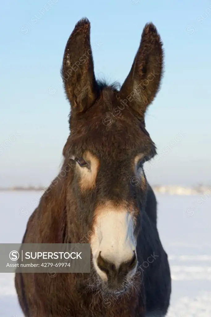 Poitou donkey. Portrait of adult in winter