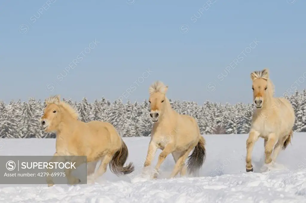 Norwegian Fjord Horse. Three yearlings galloping in snow