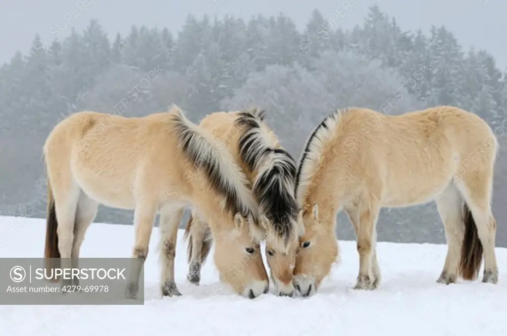 Norwegian Fjord Horse. Three horses searching for grass under snow