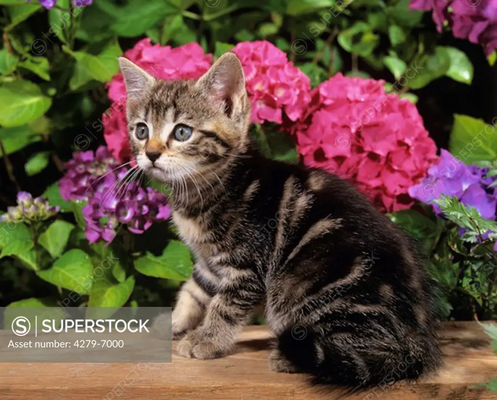 young tabby kitten sitting in front of flowers