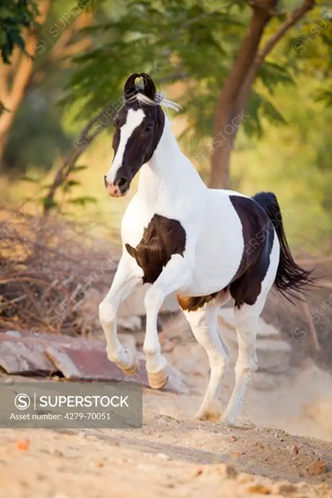 Marwari Horse. Pinto mare galloping
