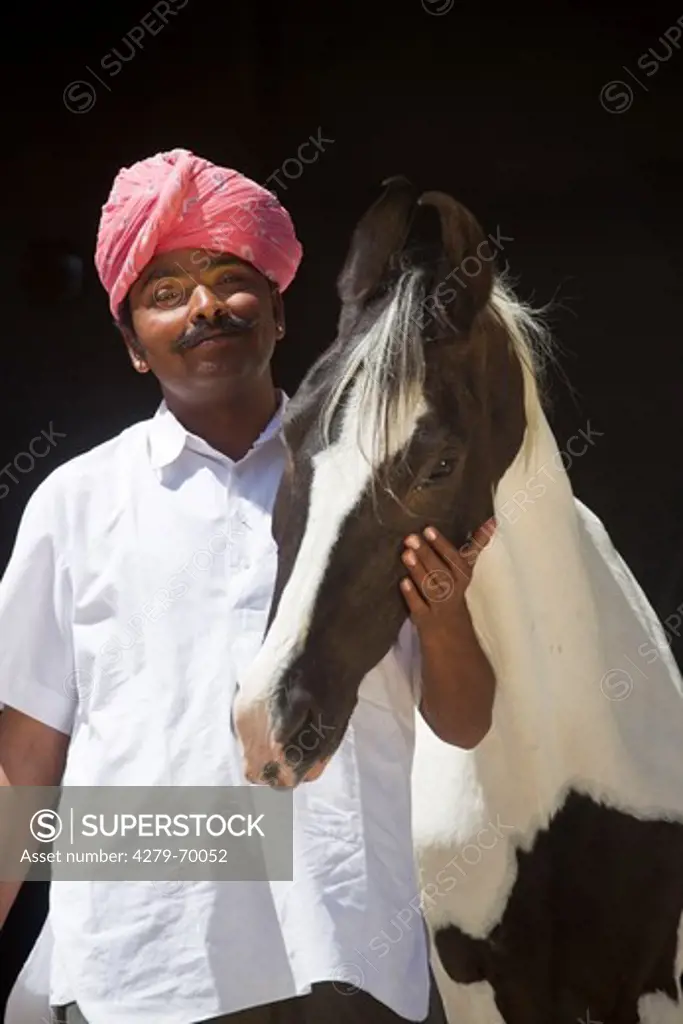 Marwari Horse. Pinto mare with groom
