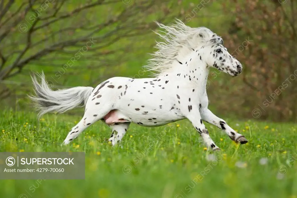 Shetland Pony. Miniature Appaloosa galloping on a meadow