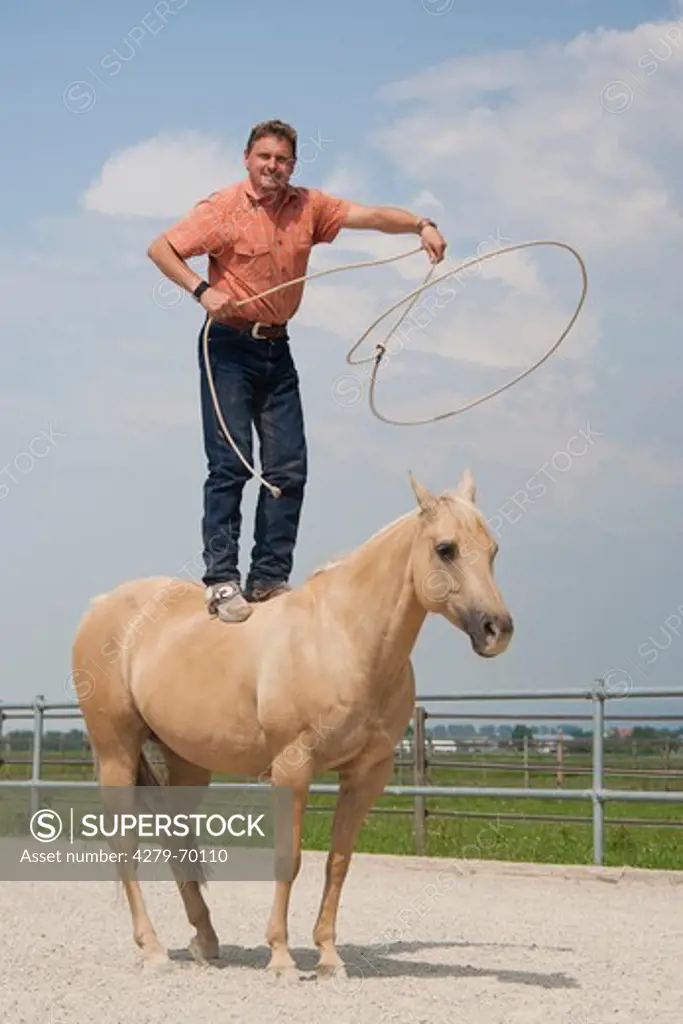 American Quarter Horse. Man standing on palomino mare while lassoing