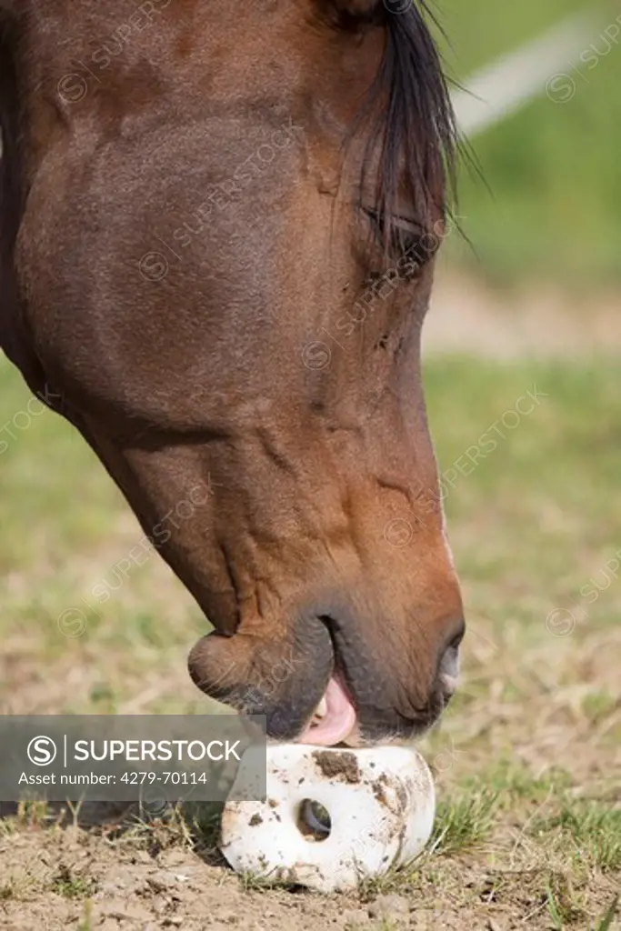 Domestic horse. Bay horse slicking a rock salt, a mineral food supplement