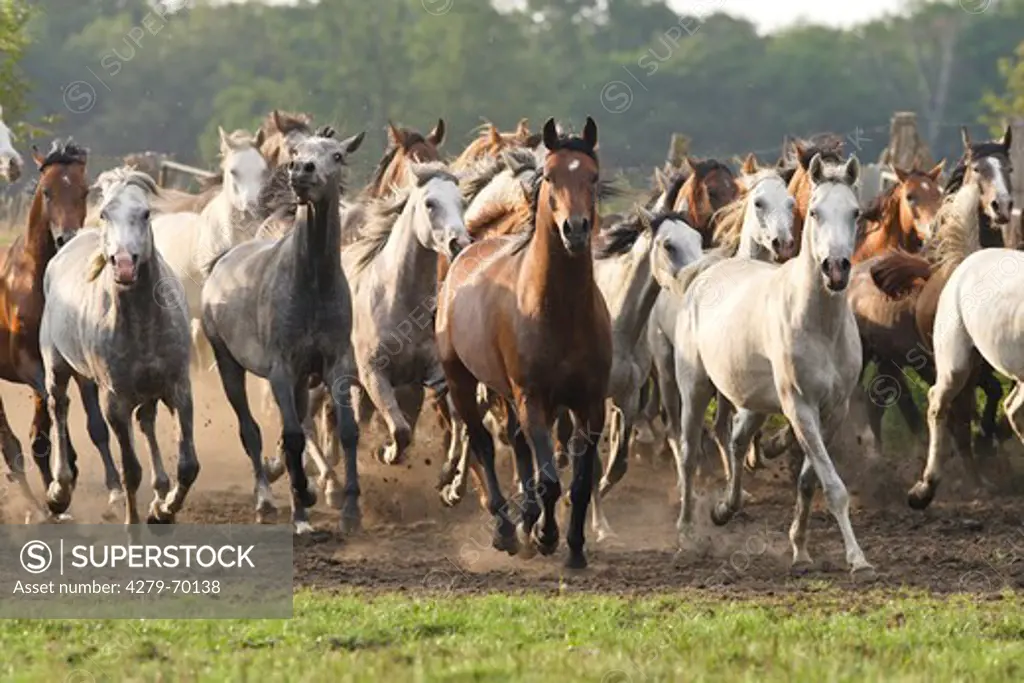 Arab Horse, Arabian Horse. Herd of young stallions in a gallop
