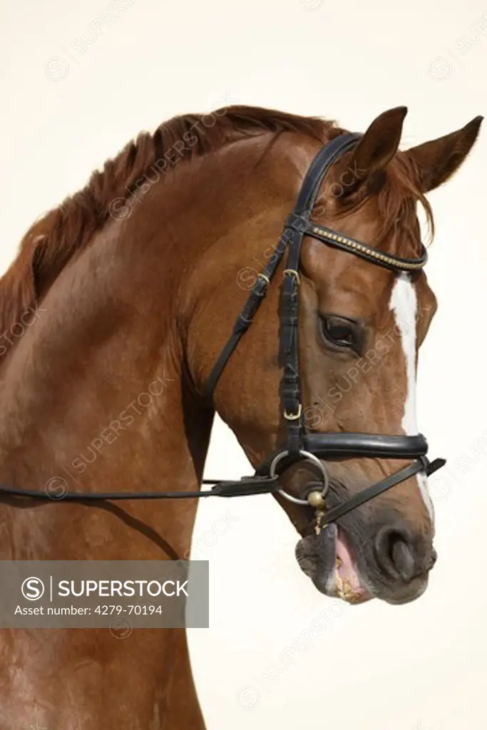 Hanoverian Horse. Chestnut horse with tack, portrait
