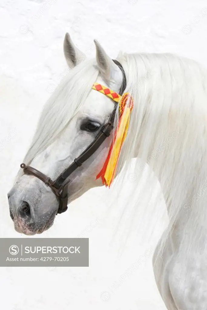 Pure Spanish Horse, Andalusian. Portrait of a gray stallion with tack seen against a white background