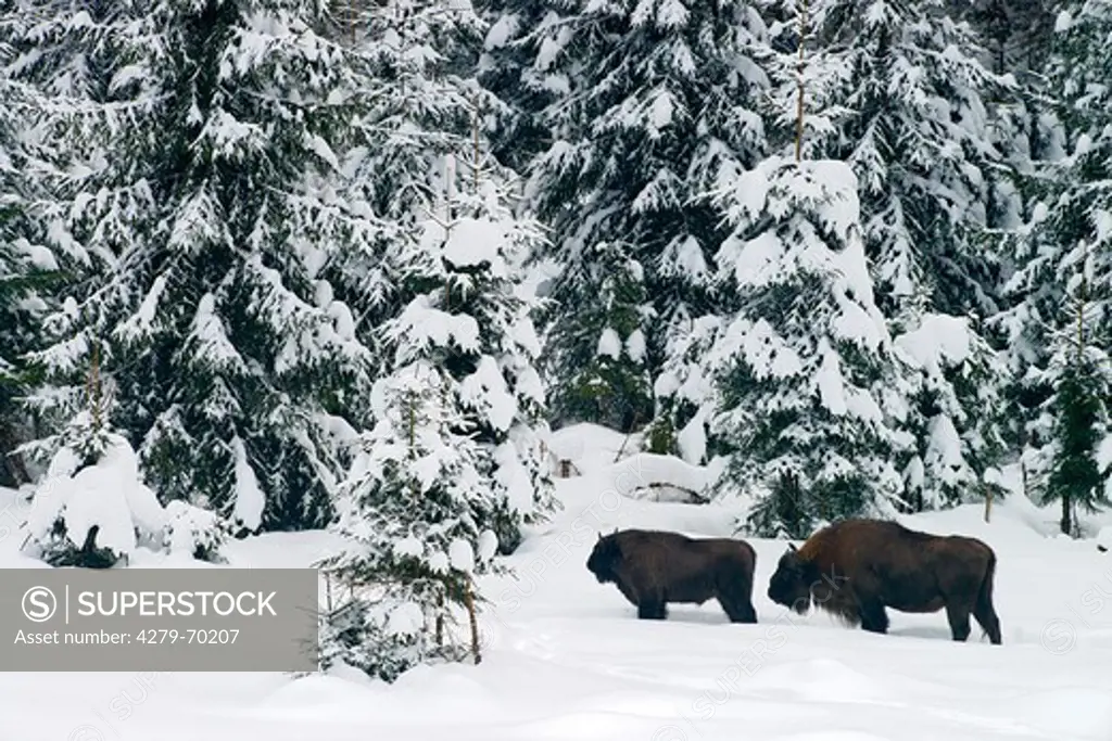 European Bison (Bison bonasus). Two individuals in deep snow at the edge of a forest