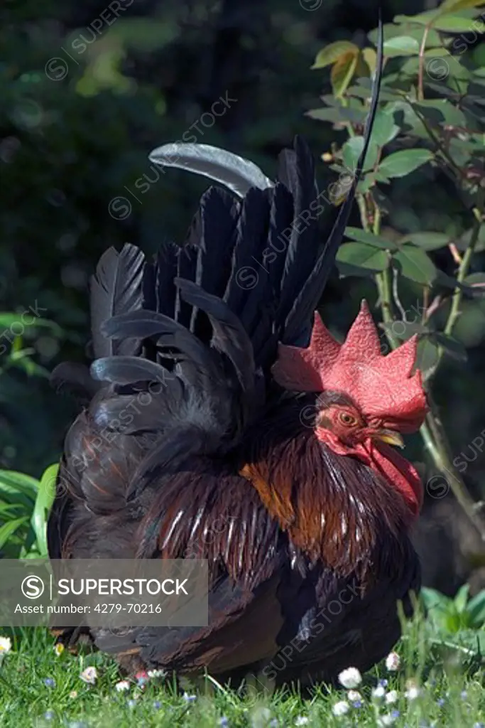Domestic Chicken, Japanese Bantam, Chabo (Gallus gallus domesticus), cock
