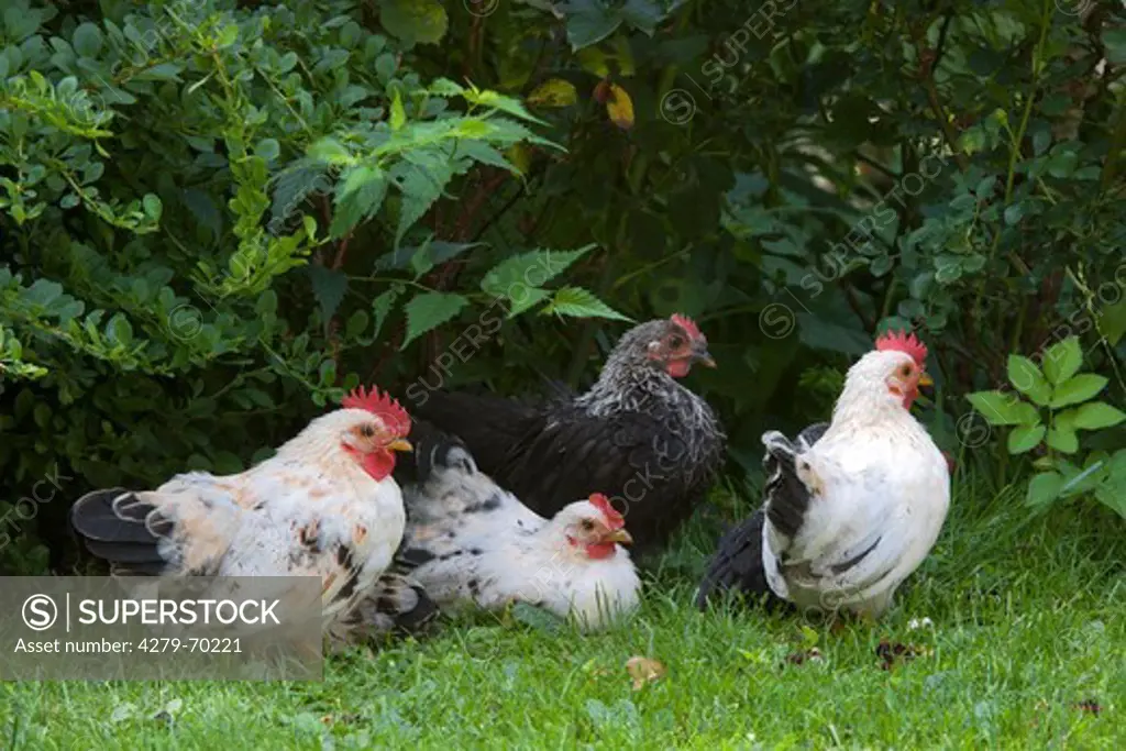 Domestic Chicken, Japanese Bantam, Chabo (Gallus gallus domesticus). Group in grass under a bush