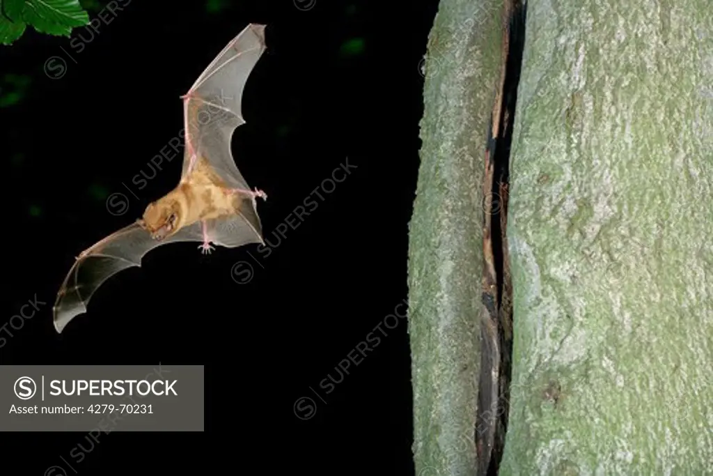Common Noctule Bat (Nyctalus noctula) at the entrance of its hiding place in a tree