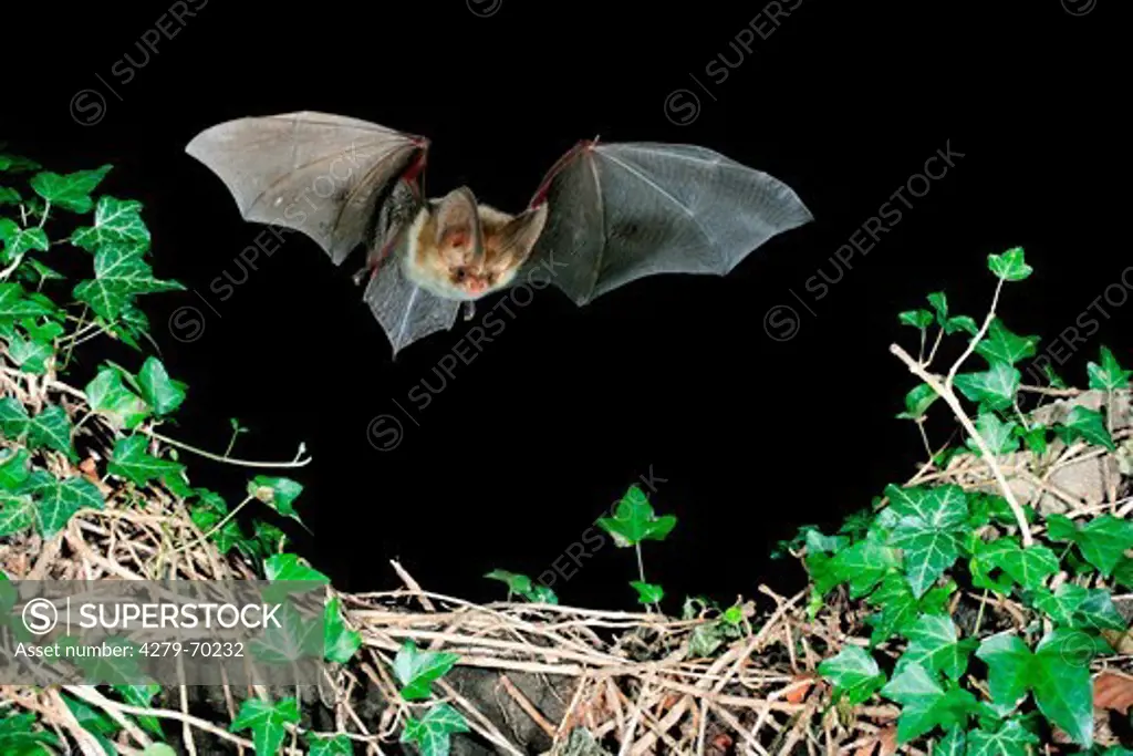 Brown Long-eared Bat, Common Long-eared Bat (Plecotus auritus) in flight above Ivy