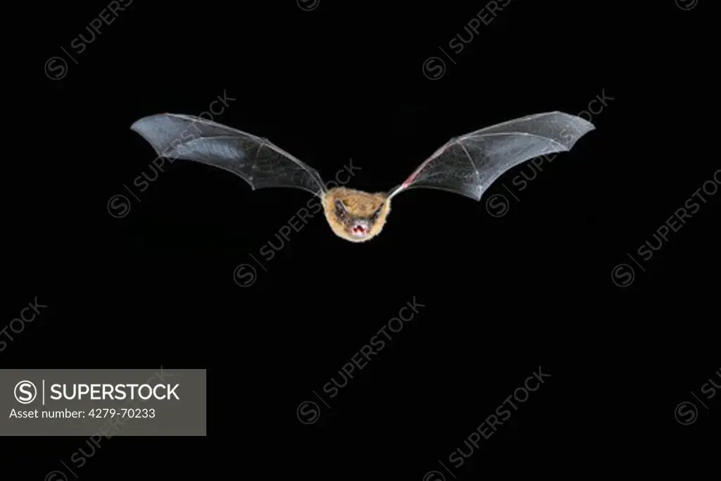 Common Pipistrelle (Pipistrellus pipistrellus) in flight