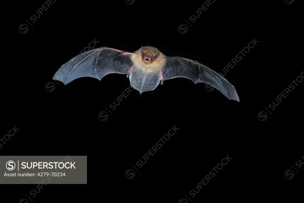 Soprano Pipistrelle (Pipistrellus pygmaeus) in flight