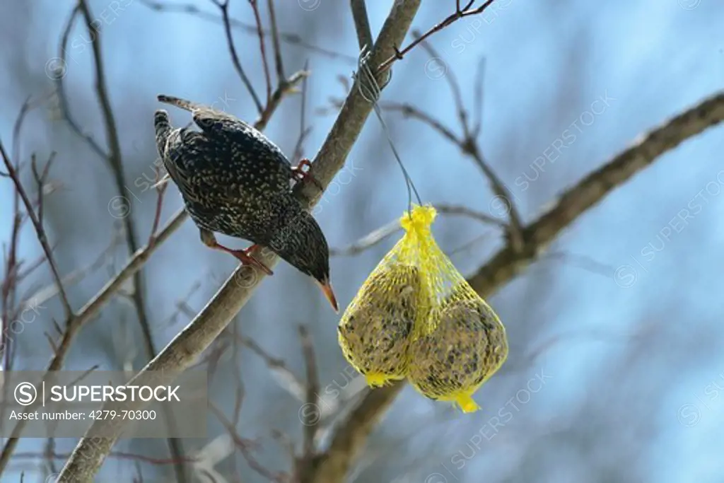 European Starling (Sturnus vulgaris), adult eating at fat ball in winter