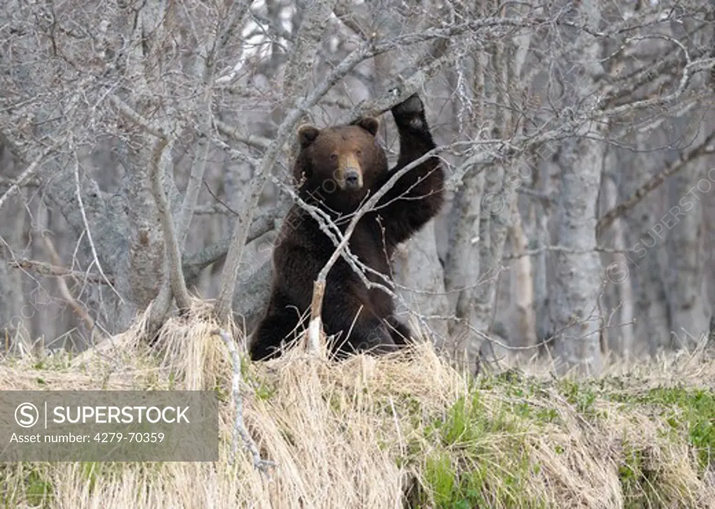 Kamtchatka Brown Bear (Ursus arctos beringianus), Marking behavior of a bear: He rubs his withers on the trunk of a tree to inform others of his presence. Kronotsky Zapovednik, Kamchatka, Russia