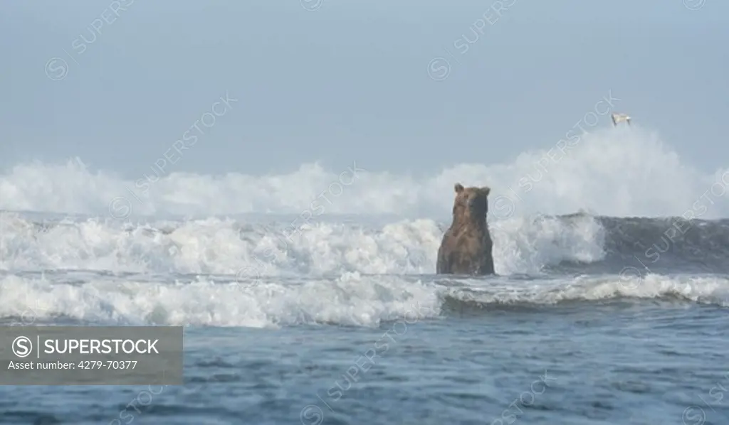 Kamtchatka Brown Bear (Ursus arctos beringianus) foraging in the Pacific Ocean. Kronotsky Zapovednik, Kamchatka, Russia