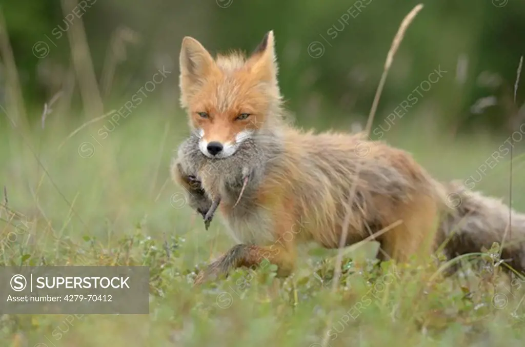 Red Fox (Vulpes vulpes). Adult with ground squirrel prey. Kronotsky Zapovednik, Kamchatka, Russia