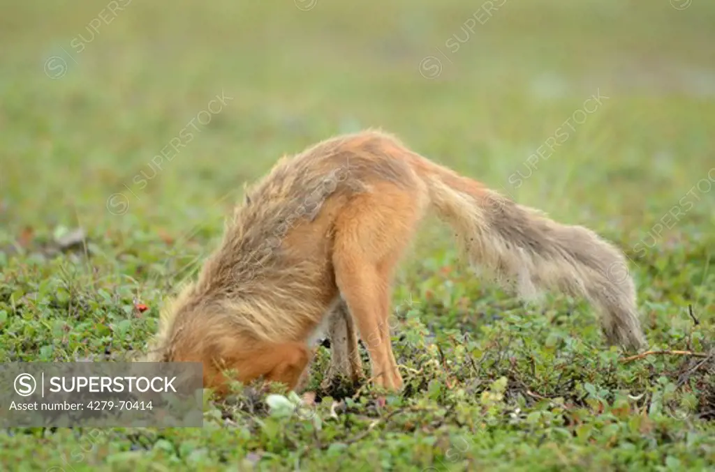 Red Fox (Vulpes vulpes). Adult Adigging up a ground squirrel den. Kronotsky Zapovednik, Kamchatka, Russia