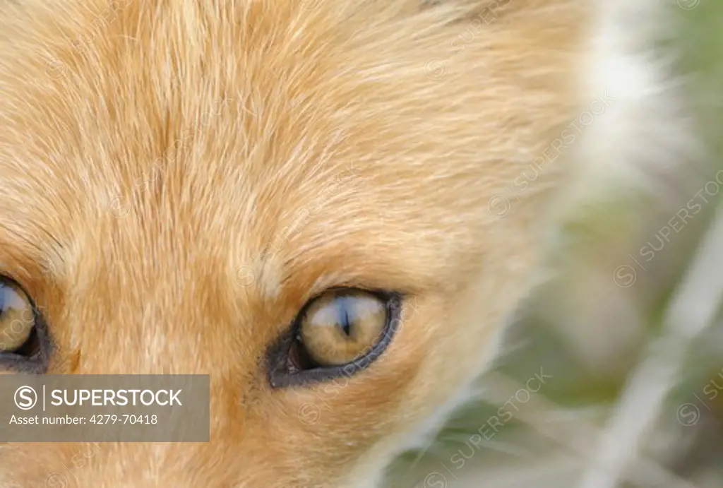 Red Fox (Vulpes vulpes). Fox glare. Kronotsky Zapovednik, Kamchatka, Russia