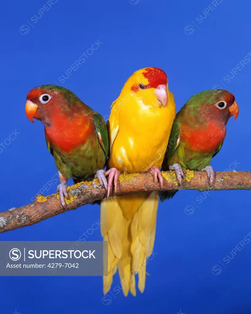 two Fischer's lovebirds and a Red-fronted Parakeet, Agapornis personatus fischeri + Cyanoramphus novaezelandiae