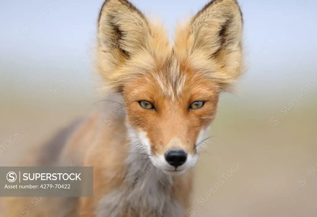 Red Fox (Vulpes vulpes). Portrait of a shedding fox. Kronotsky Zapovednik, Kamchatka, Russia