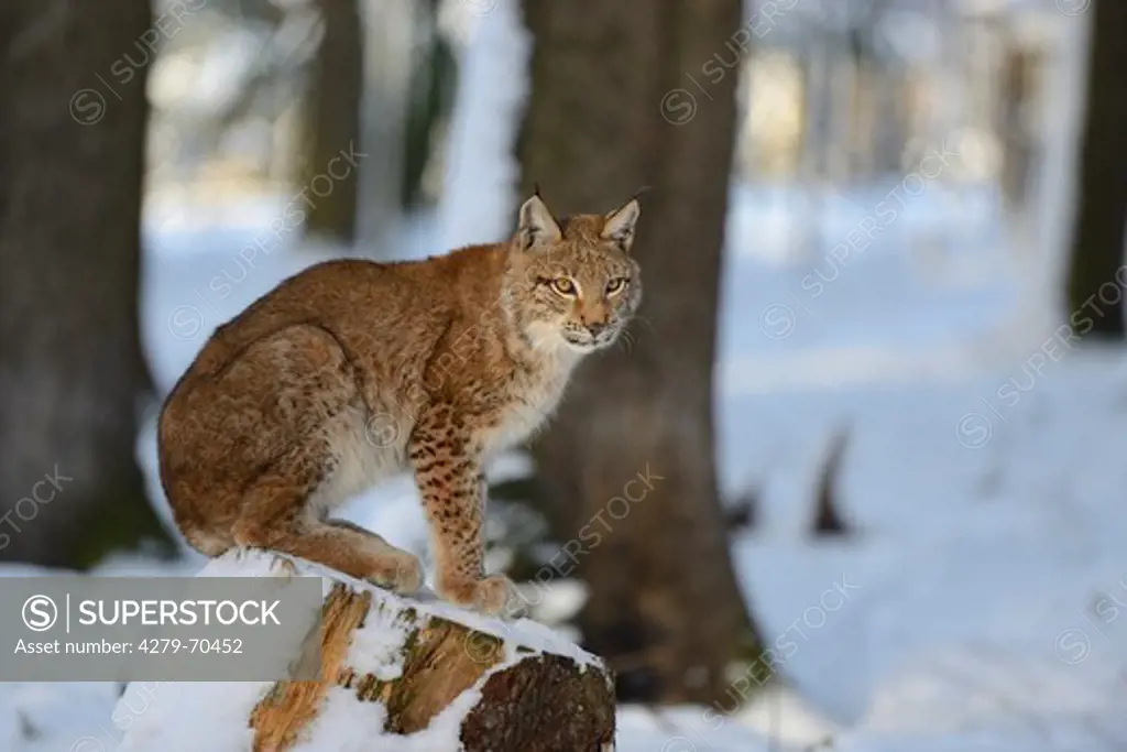 European Lynx (Felis lynx, Lynx lynx) sitting in snowy forest