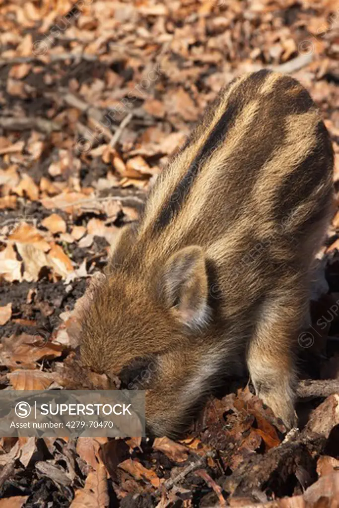 Wild Boar (Sus scrofa), piglet searching for edibles in fallen leaves