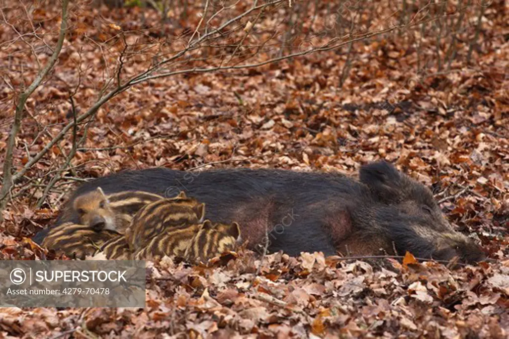 Wild Boar (Sus scrofa), sows suckling piglets