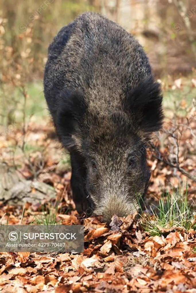 Wild Boar (Sus scrofa). Sow searching for edibles in fallen leaves
