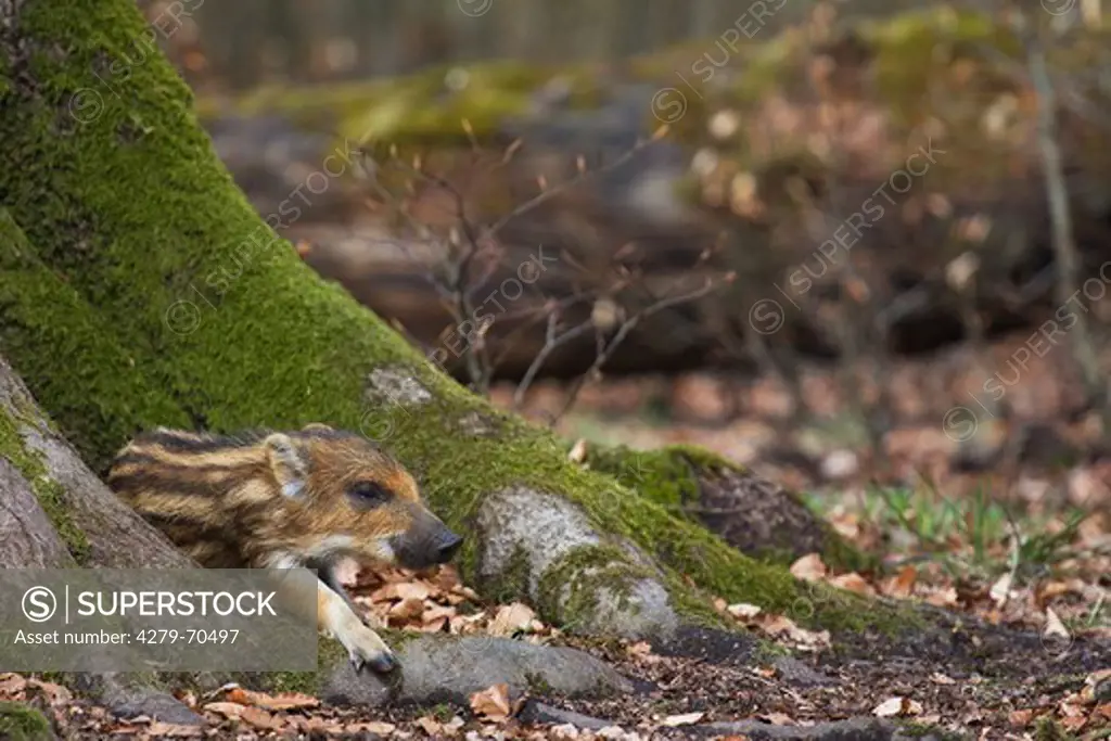 Wild Boar (Sus scrofa), piglet lying next to a tree