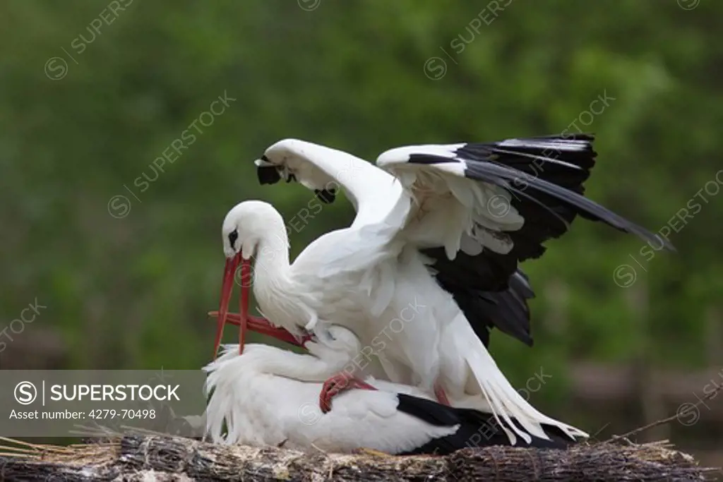 White Stork (Ciconia ciconia). Couple mating on nest