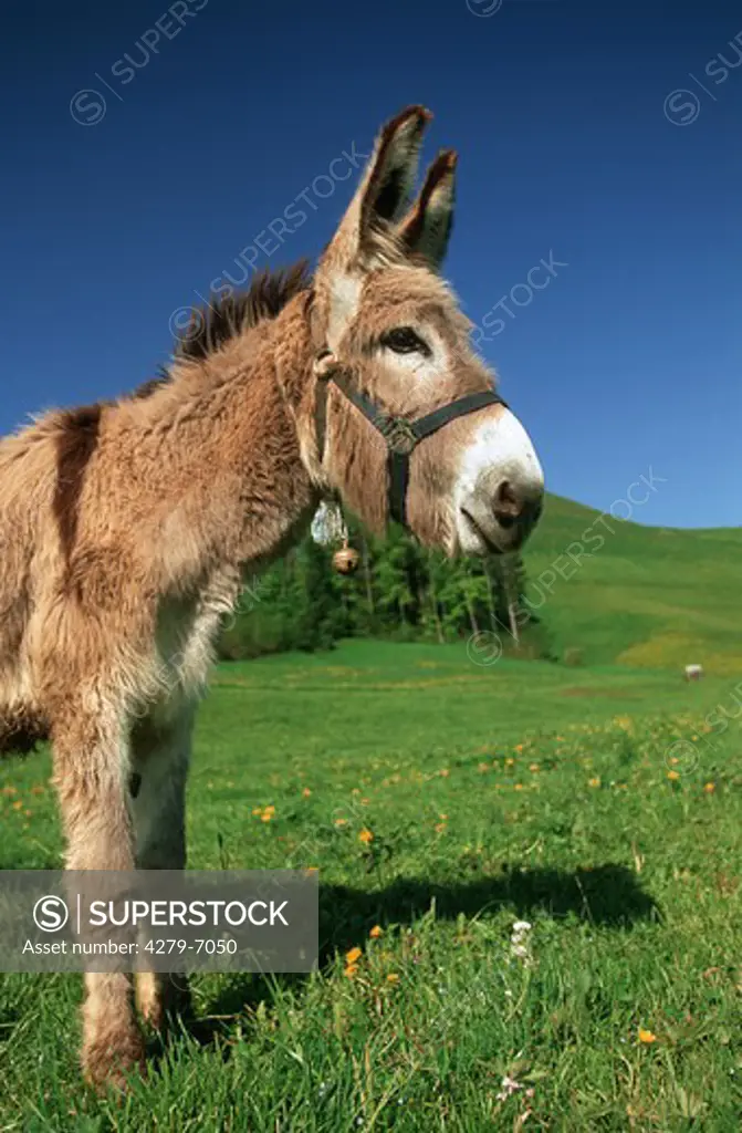 donkey - standing on meadow