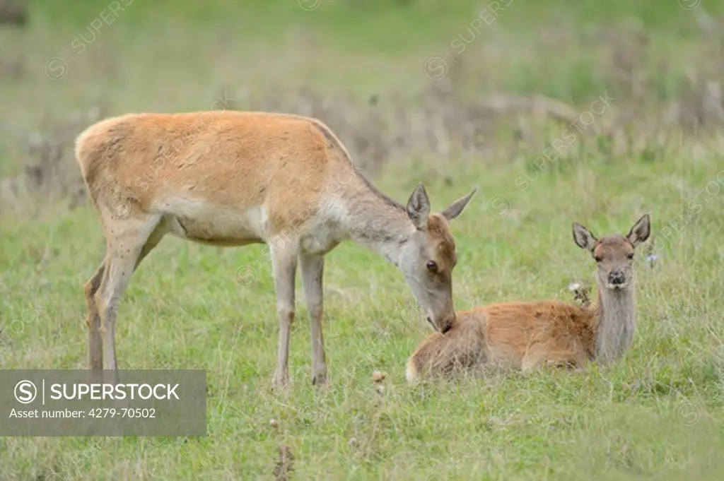 Red Deer (Cervus elaphus). Hind sniffing at laying fawn, Germany
