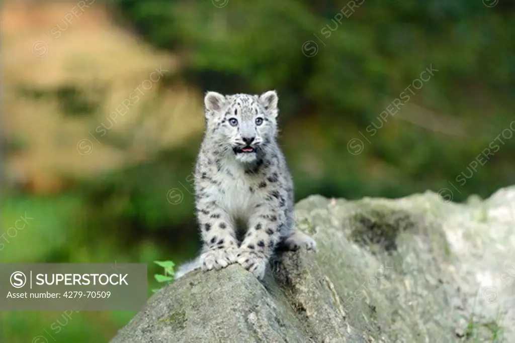 Snow Leopard (Panthera unica). Cub in a zoo, standing on a rock