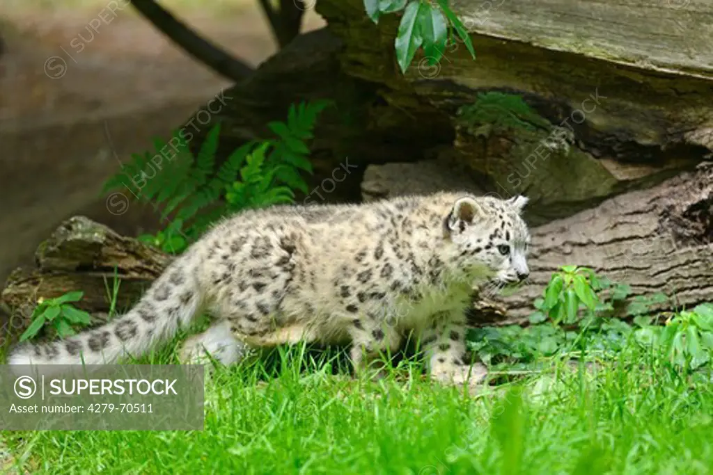 Snow Leopard (Panthera unica). Cub in a zoo, walking